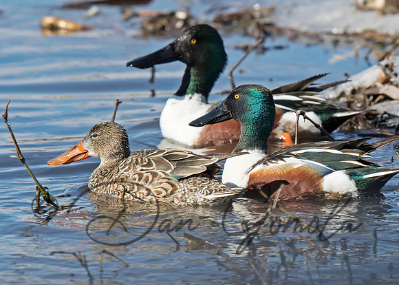 Northern Shoveler