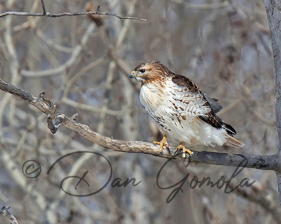 Red-tailed Hawk