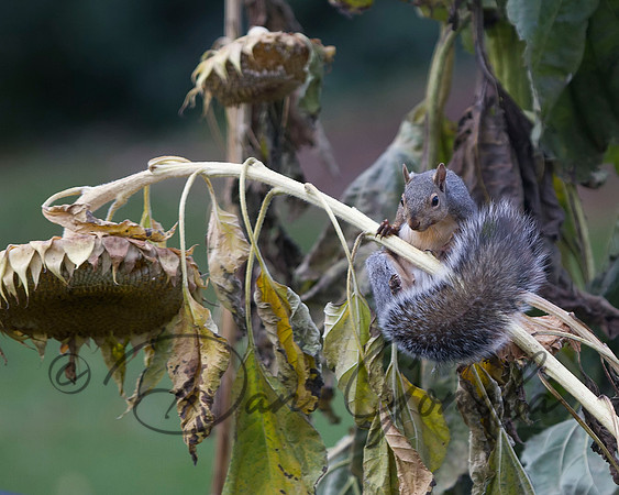 Eastern Gray Squirrel