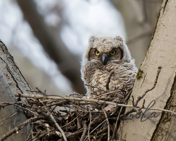 Great-horned Owl