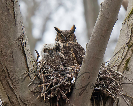 Great-horned Owl