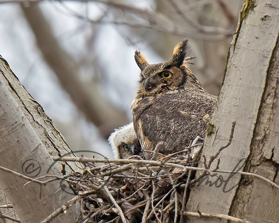 Great-horned Owl
