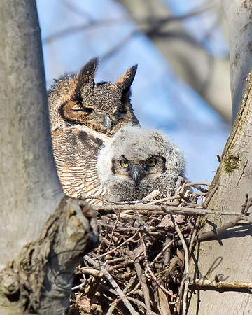 Great-horned Owl