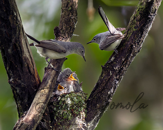 Blue-gray Gnatcatcher