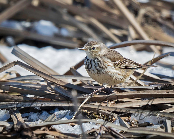 American Pipit