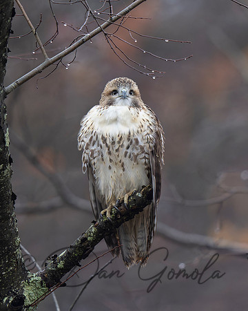 Red-tailed Hawk