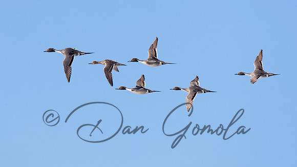Northern Pintail