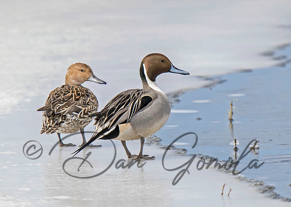 Northern Pintail