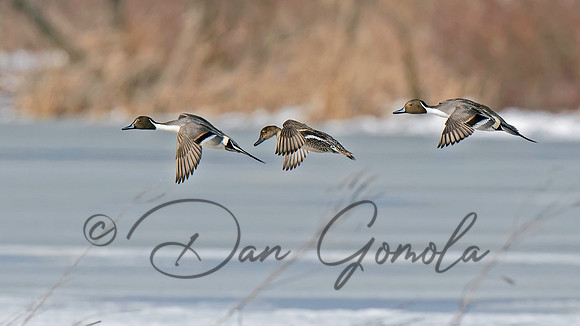 Northern Pintail