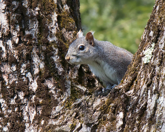 Eastern Gray Squirrel