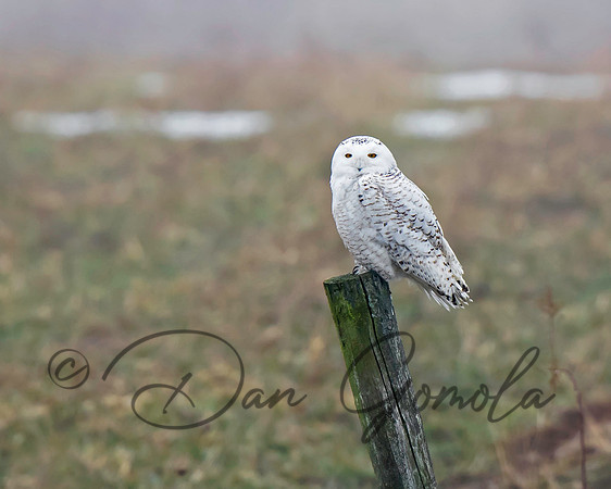 Snowy Owl