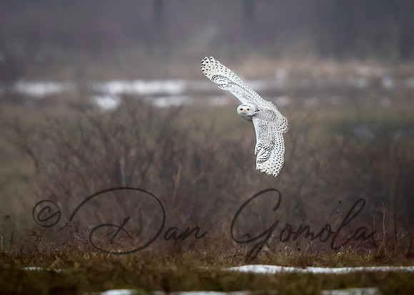 Snowy Owl