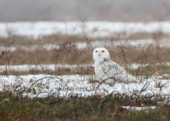 Snowy Owl