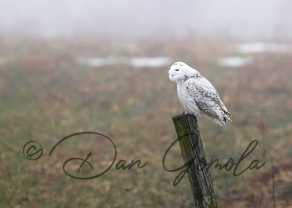Snowy Owl