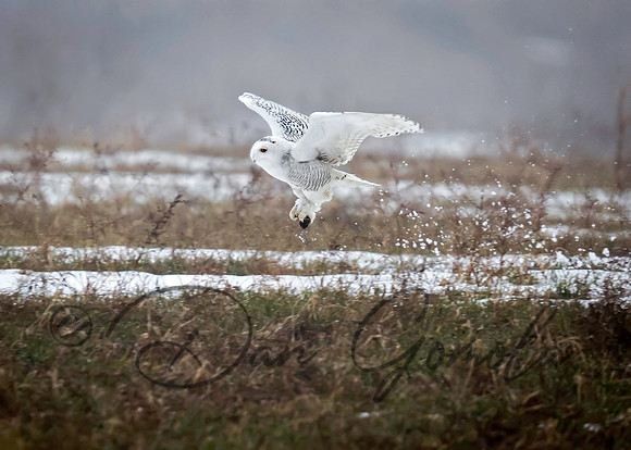 Snowy Owl