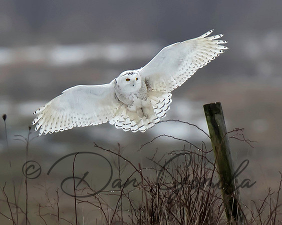 Snowy Owl