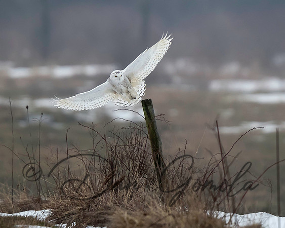 Snowy Owl