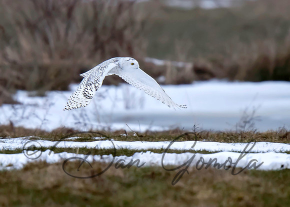 Snowy Owl