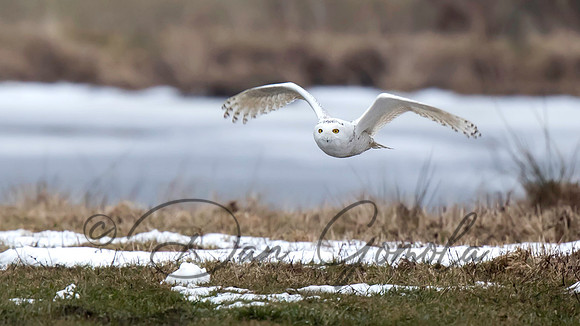 Snowy Owl