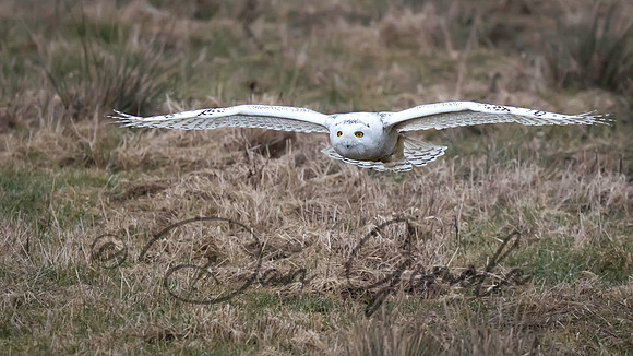 Snowy Owl