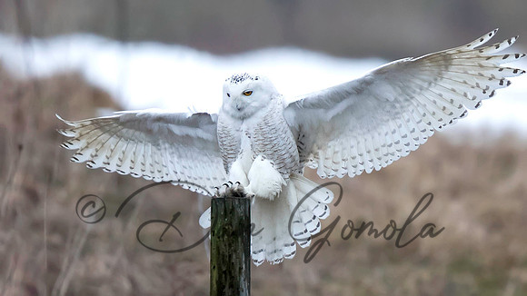 Snowy Owl