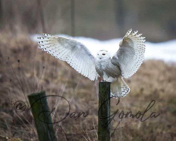 Snowy Owl