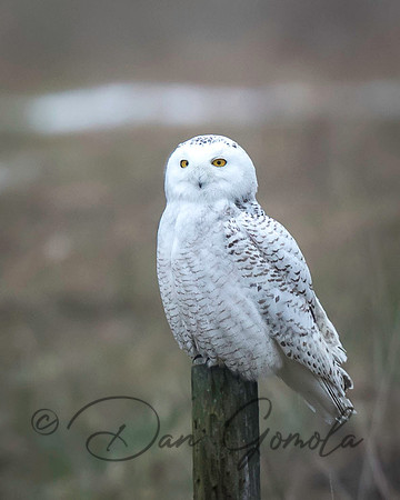 Snowy Owl