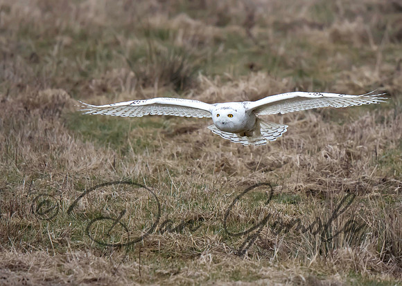 Snowy Owl