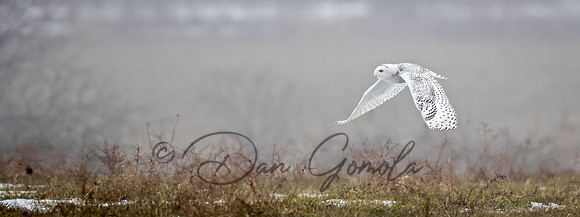 Snowy Owl