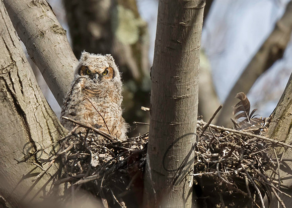 Great-horned Owl