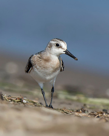 Sanderling
