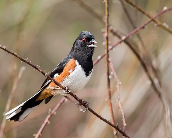 Eastern Towhee