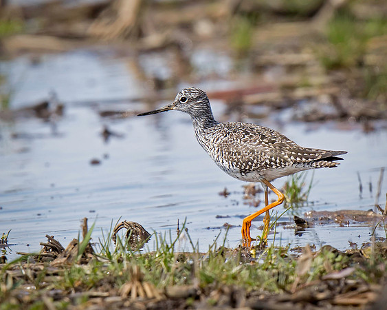 Greater Yellowlegs