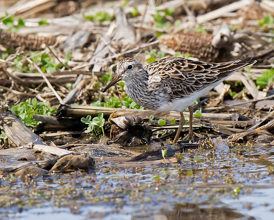 Pectoral Sandpiper