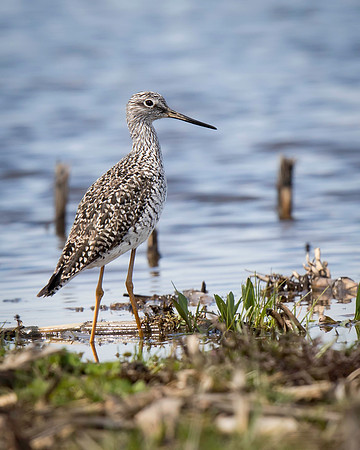 Greater Yellowlegs