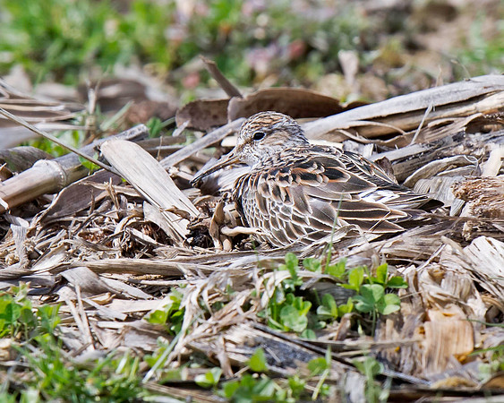 Pectoral Sandpiper