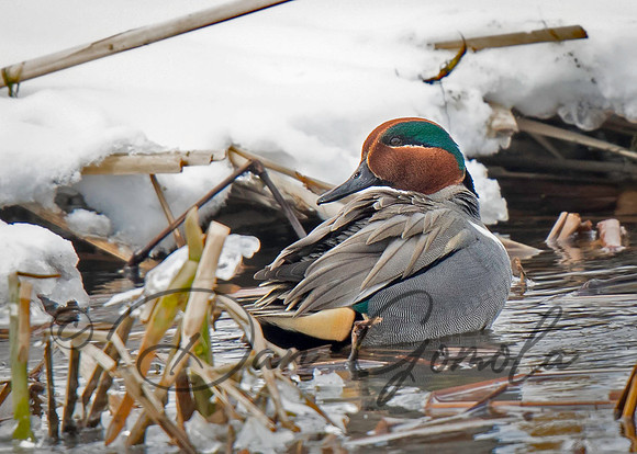 Green-winged Teal