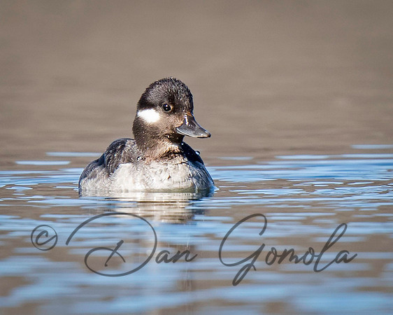 Bufflehead