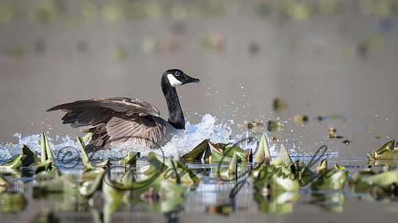 Canada Goose