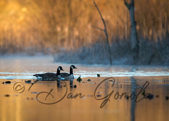 Canada Goose
