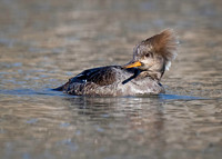 Hooded Merganser