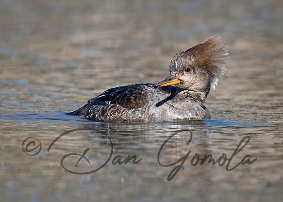 Hooded Merganser