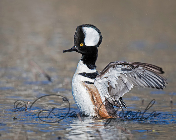 Hooded Merganser