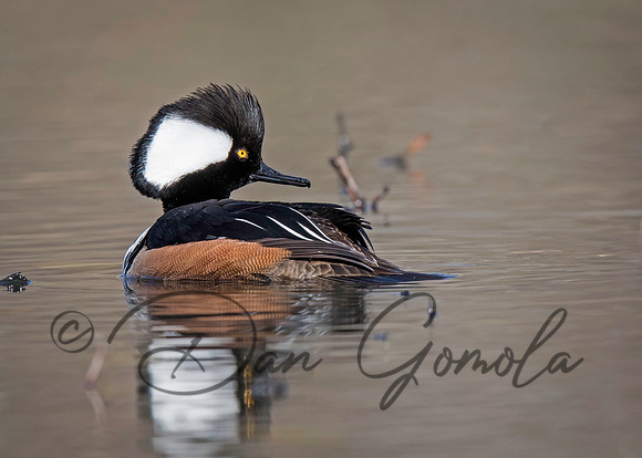 Hooded Merganser