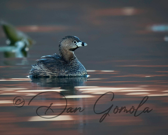 Pied-billed Grebe