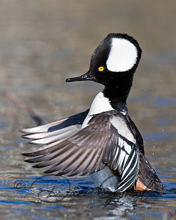 Hooded Merganser