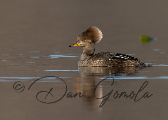 Hooded Merganser