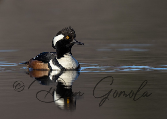 Hooded Merganser