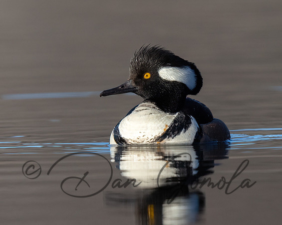 Hooded Merganser
