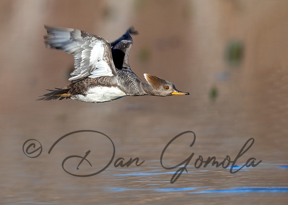 Hooded Merganser